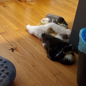 The duxnager figured out that there's AC in the house