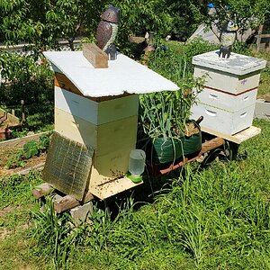 Improvised shade for the bees