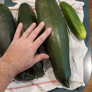 Sercond batch of Zucchini and cucumber