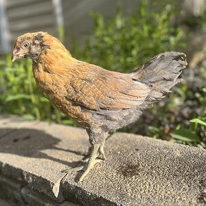 2025 BYC Calendar Photo Contest 42.jpg