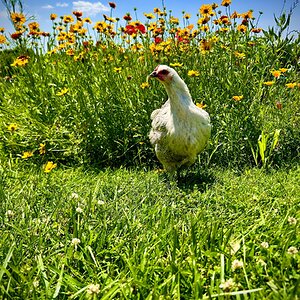 2025 BYC Calendar Photo Contest 57.jpg