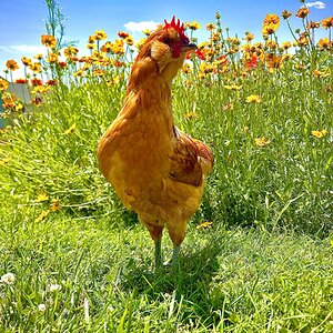 2025 BYC Calendar Photo Contest 58.jpg