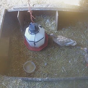 Now there are eight ducklings and one dragon-baby in the duck house