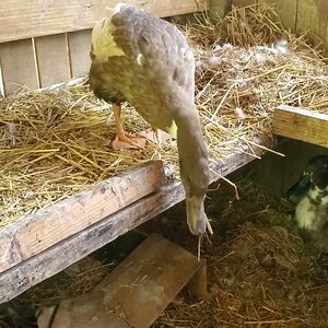 Ducklings eating with hungry Milka lurking over them