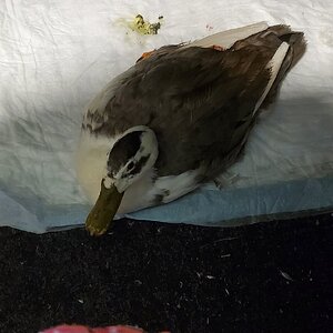 The wounded Sharp Dressed Drake resting under my desk