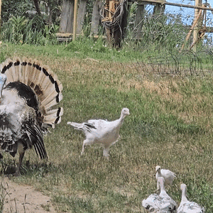 20240701_143003_1.gif