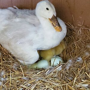 First glimpse of Sunny Sunshine's ducklings