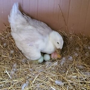Sunny Sunshine Duck is a Momma Duck now 🦆🐣🐥🐤