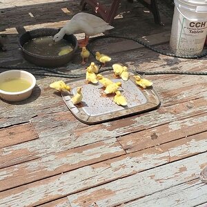 Sunny Sunshine and Harry Duckhini watching over their ducklings on the patio 🦆🐥🐣🐤🦆