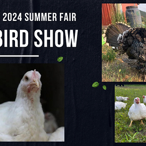 Meat_20Bird_20Show_20(1).png