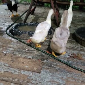 Harry Duckhini does not want the Ducknagers near his ducklings