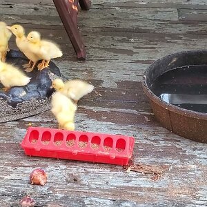 Sunny Sunshine, Laura and their ducklings on the Patio