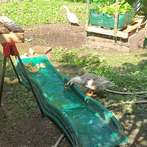 Sunny Sunshine and her ducklings in the water-slide