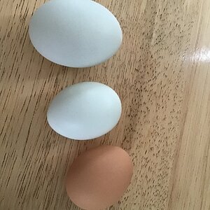 IMG_4286.jpeg