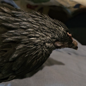 Sick Black Sexlink 22 week old