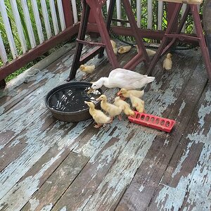 Sunny's ducklings eating and drinking on the porch