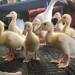 Let's play Hungry, Hungry Ducklings! 🐥🐤