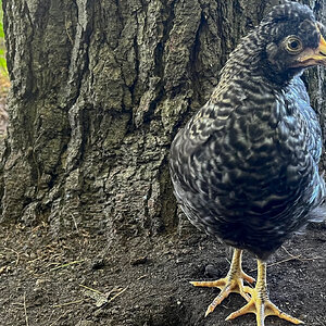 2025 BYC Calendar Photo Contest 198.jpg