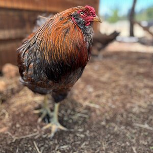 2025 BYC Calendar Photo Contest 199.jpg