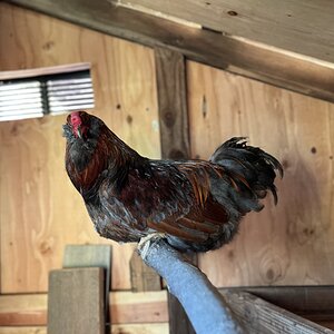 2025 BYC Calendar Photo Contest 200.jpg