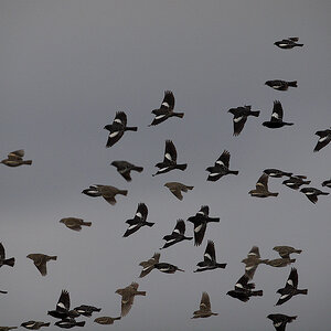 Lark_bunting_X5144722_05-14-2016-001.jpg