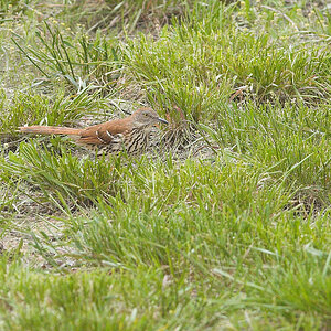 Brown_thrasher_X5136822_05-13-2022-001.jpg