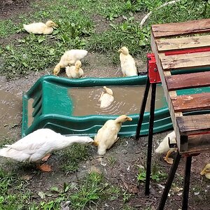 Sunny Sunshine and her ducklings enjoy a rainy day.