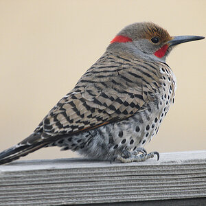 Northern_flicker_hybrid_Z2275340_02-27-2009-001.jpg
