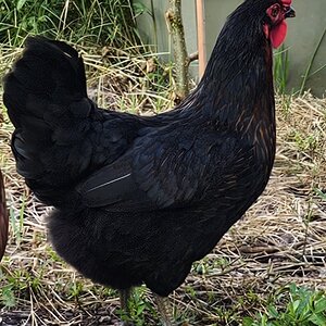 Standard-Bred Chicken Show40c.jpg