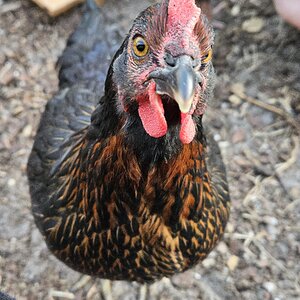 Standard-Bred Chicken Show40d.jpg