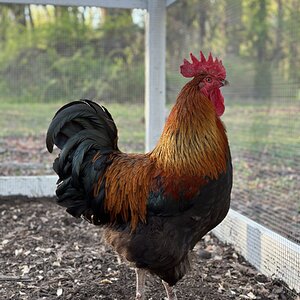 Standard-Bred Chicken Show41a.jpg