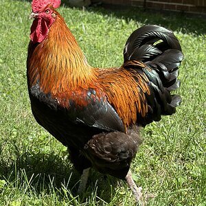 Standard-Bred Chicken Show41b.jpg