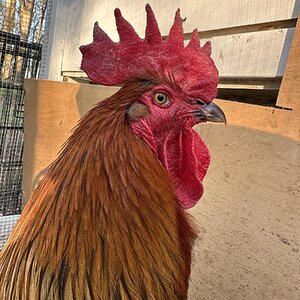 Standard-Bred Chicken Show41c.jpg