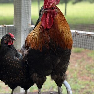 Standard-Bred Chicken Show41d.jpg