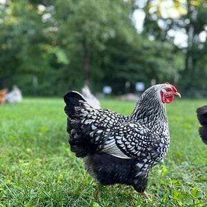 Standard-Bred Chicken Show42a.jpg