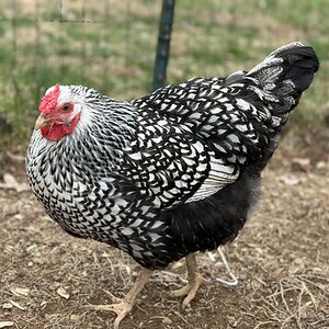 Standard-Bred Chicken Show42b.jpg