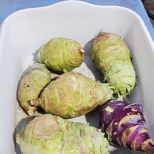 Kohlrabi