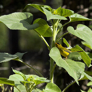 Wilson's_warbler_X8258197_08-25-2024-001.jpg