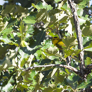 Wilson's_warbler_X8258199_08-25-2024-001.jpg