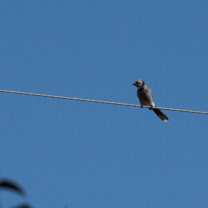 Blue_jay_X8258198_08-25-2024-001.jpg