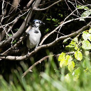 Blue_jay_X8258206_08-25-2024-001.jpg
