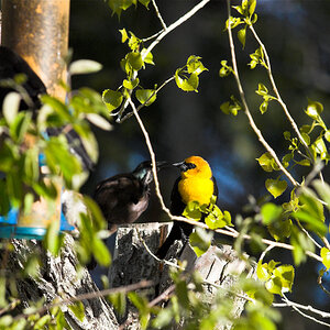 Yellow-headed_blackbird_X5248137_05-24-2024-001.jpg