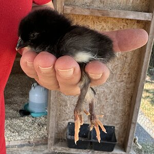 French Black Copper Marans