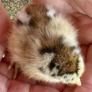 Chipmunk chick