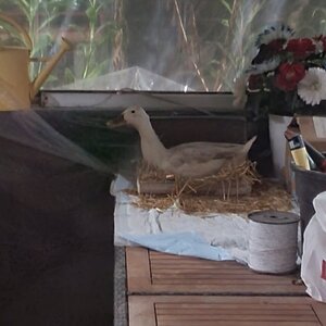 Sunny Sunshine has a special request for the new duck-house...