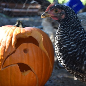 Feathers of Fall 1.jpg