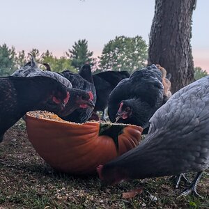 Feathers of Fall 2.jpg