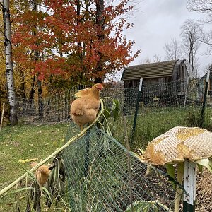 Feathers of Fall 3.jpg