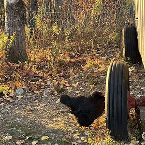 Feathers of Fall 4.jpg