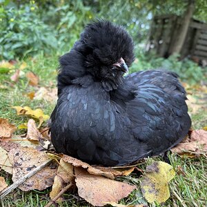 Feathers of Fall 5.jpg
